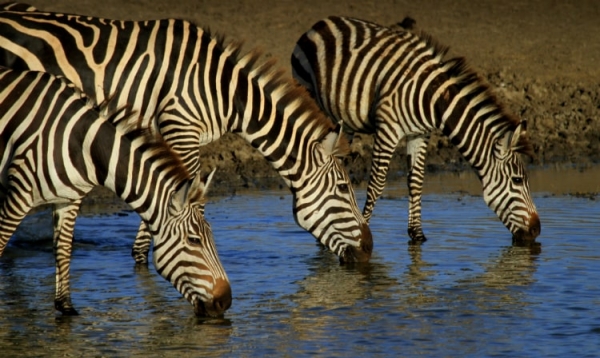 zebra ciekawostki 2 min