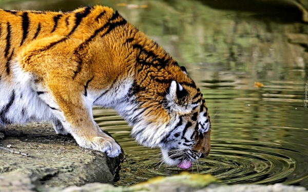 200516 tygrys wodopoj skaly