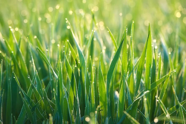morgentau grass dewdrop meadow dew drip plant wet raindrop
